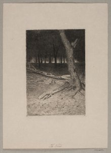 Metsän sisustus. Ilta