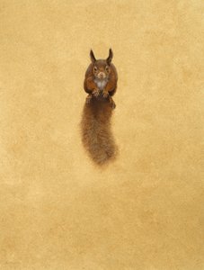 Leaping Red Squirrel -( akvarelli & guassi paperille )