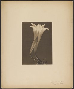 Nro 1. tekijältä Tina Modotti