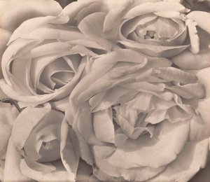 Roses, Meksiko, Tina Modotti tekijältä Tina Modotti