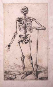 Anatominen tutkimus, Domenico Maria Bonavera (s.1640) (etsaus ja kuivakärki)