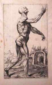 Anatominen tutkimus, Domenico Maria Bonavera (s.1640) (etsaus ja kuivakärki)