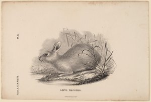 Suon jänis tekijältä Titian Ramsay Peale