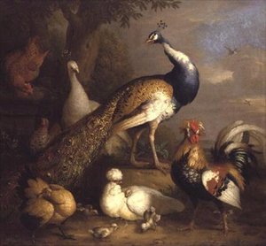 Riikinkukko, peahen ja siipikarja maisemassa
