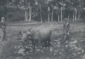 Riisin viljely, 1924