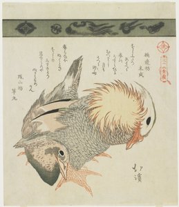 Mandarin Duck and Drake, n. 1830