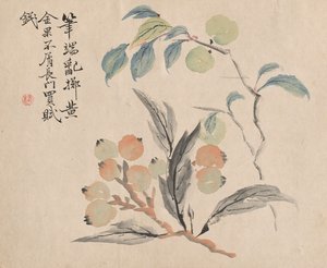 Japanin loquat-puu.