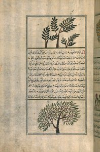 Suitsukepuu mantelipuun yläpuolella Zakariya ibn Muhammad al-Qazwinin tutkielman jälkeen (mustetta ja pigmenttejä eurooppalaisella taidepaperilla) tekijältä Turkish School