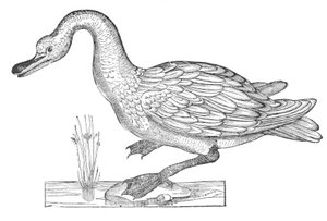 Ornithologiae hoc est de avibus historiae libri XII.