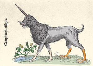 Kampuruksen esitys, Molukkisaarten hirviö Ulisse Aldrovandin (1522-1605) kaiverrus, "Monstrorum Historiae", Bologna 1642