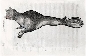 Sinetin esitys Ulisse Aldrovandin (1522-1605) Natural History -käsikirjoituksesta kuvitettu levy, Ulisse Aldrovandi fonds, Bolognan yliopistokirjasto, toim. 1603.