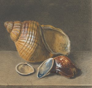 Cowrie ja isompi ja kaksi pienempää kuorta, 1600-luvun loppu - 1700-luvun puoliväli. tekijältä Unbekannt