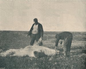 Kuollut karhu Porosaarella 21. elokuuta 1893, 1893 1897 tekijältä Unbekannt