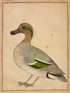 Vihreäsiipinen tavi, n. 1730. tekijältä Unbekannt