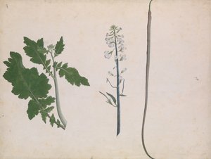 Retiisin kasvi, siemen ja kukka, 1700-luvun loppu. tekijältä Unbekannt