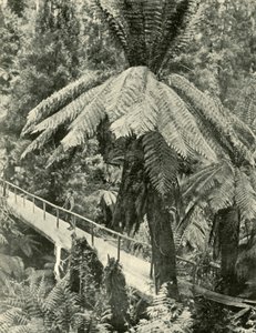 Maalaismainen silta, 1901. tekijältä Unbekannt