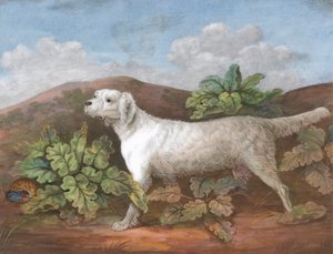 Asetteri: Kasvot vasemmalle, jossa peltopyy piiloutumassa takiaisten sekaan vasemmalla, n. 1805. tekijältä Unbekannt