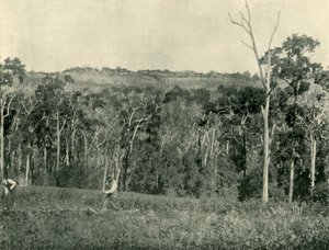 Victorian Mountain Farm, 1901. tekijältä Unbekannt