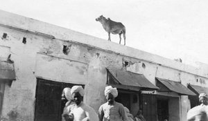 Lehmä rakennuksen katolla, Nowshera, Intia, 1916-1917 tekijältä Unbekannt