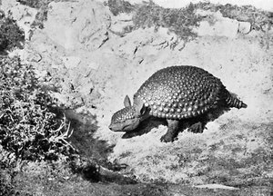 Glyptodon, 1900-luku tekijältä Unbekannt