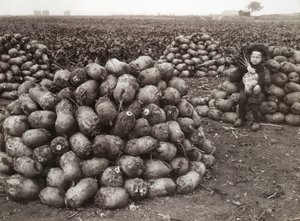 Pieni tyttö, jolla on kasoja korjattuja naurisia, lähellä Landskronaa, Ruotsi, 1910 tekijältä Unbekannt