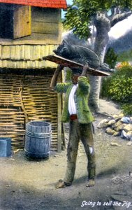 Mies matkalla torille myymään sikaa, Jamaika, 1900-luku tekijältä Unbekannt