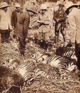 Kuninkaallinen pussi tiikereitä, 1911 1935. tekijältä Unbekannt