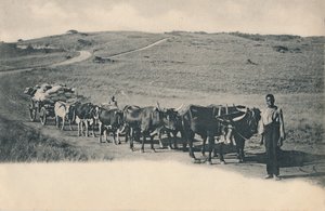 Tyypillinen härkävaunu - Etelä-Afrikka, 1900-luvun alku. tekijältä Unbekannt
