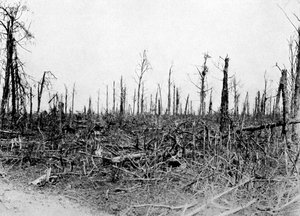 Puu Sommen alueella, Ranska, 1916, c1920 tekijältä Unbekannt
