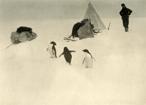 Adelie Penguins Vieraile leirillä c1908, 1909. tekijältä Unbekannt
