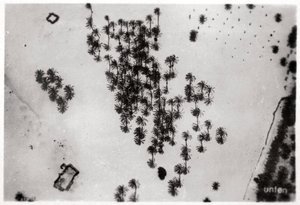 Ilmakuva palmuvarjoista Arabian autiomaassa, Zeppelinistä, 1931 1933 tekijältä Unbekannt