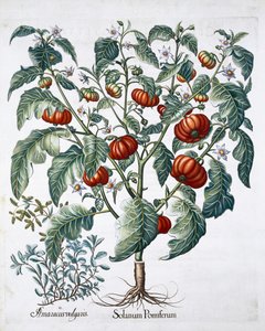 Afrikkalaiset tomaatti- ja meiramikasvit, 1613 tekijältä Unbekannt