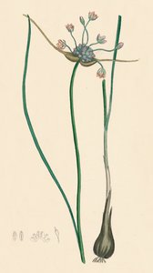 Allium oleraceum var. aito. Peltovalkosipuli, var. a, 1800-luku tekijältä Unbekannt