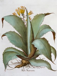 American Aloe Aloe Americana, 1613 tekijältä Unbekannt
