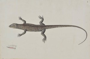 Intialainen Bish-Copra Lizard, ca. 1790. tekijältä Unbekannt