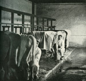 Nykyaikainen lypsyvaja Walker-Gordon Farmilla, 1902. tekijältä Unbekannt
