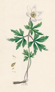 Anemone puumainen. Puuvuokko, 1800-luku tekijältä Unbekannt
