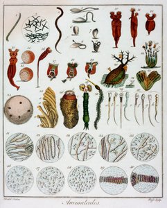 "Animalcules", jonka on havainnut Anton van Leeuwenhoek, c1795 tekijältä Unbekannt