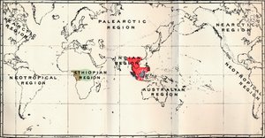 Anthropoidea - Hylobates Red, Simia Blue, Gorilla Brown, Anthropopithecus Green, 1897 tekijältä Unbekannt