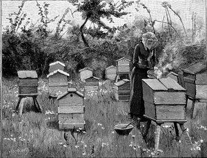 Puisten pesien mehiläispesä, Lismore, Irlanti, 1890 tekijältä Unbekannt