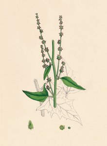 Atriplex Smithii. Smiths Orache, 1800-luku tekijältä Unbekannt