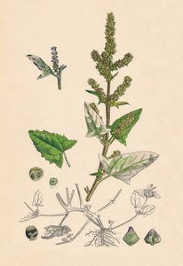Atriplex deltoidea. Kolmiolehtinen orache, 1800-luku tekijältä Unbekannt
