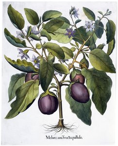 Munakoiso, 1613 tekijältä Unbekannt