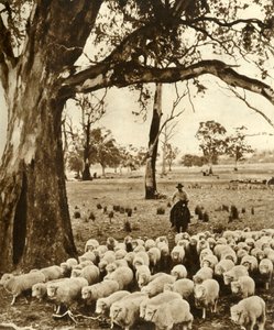 Australia - Kuljettaja joidenkin syytöksiensä kanssa lammasasemalla Victorian osavaltiossa, vuodelta 1948. tekijältä Unbekannt
