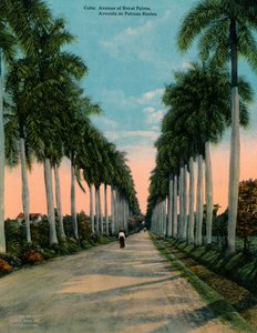 Avenue of Royal Palms, Kuuba, vuodelta 1920 tekijältä Unbekannt