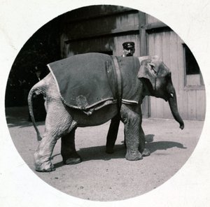 "Elefanttivauva eläintarhassa", versio 1890 tekijältä Unbekannt