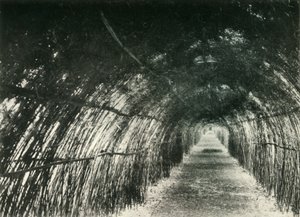 Bamboo Avenue Barrackporessa, 1904, 1925. tekijältä Unbekannt