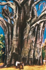 Baobab-puut, Usambara-vuoret, vuodelta 1928. tekijältä Unbekannt