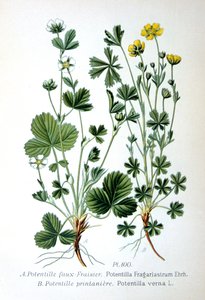 Karu mansikka ja kevätkansi, 1893 tekijältä Unbekannt