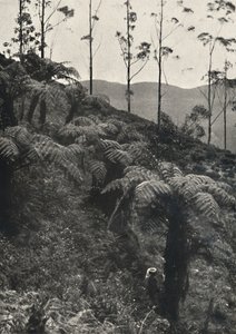 Baumfarne Alsophila crinita u. a., 1926 tekijältä Unbekannt